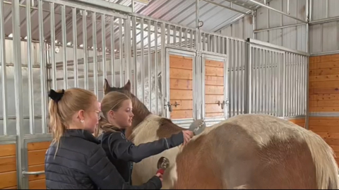 Students taking care of a horse for their talent.