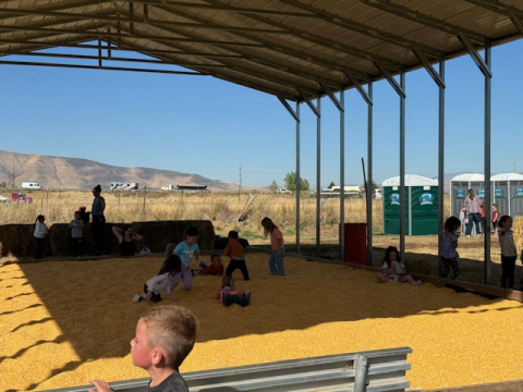 Students playing in the corn kernals at the pumpkin patch.