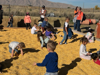 Kindergarteners playing in the corn pit.