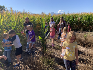 Students going through the corn maze.